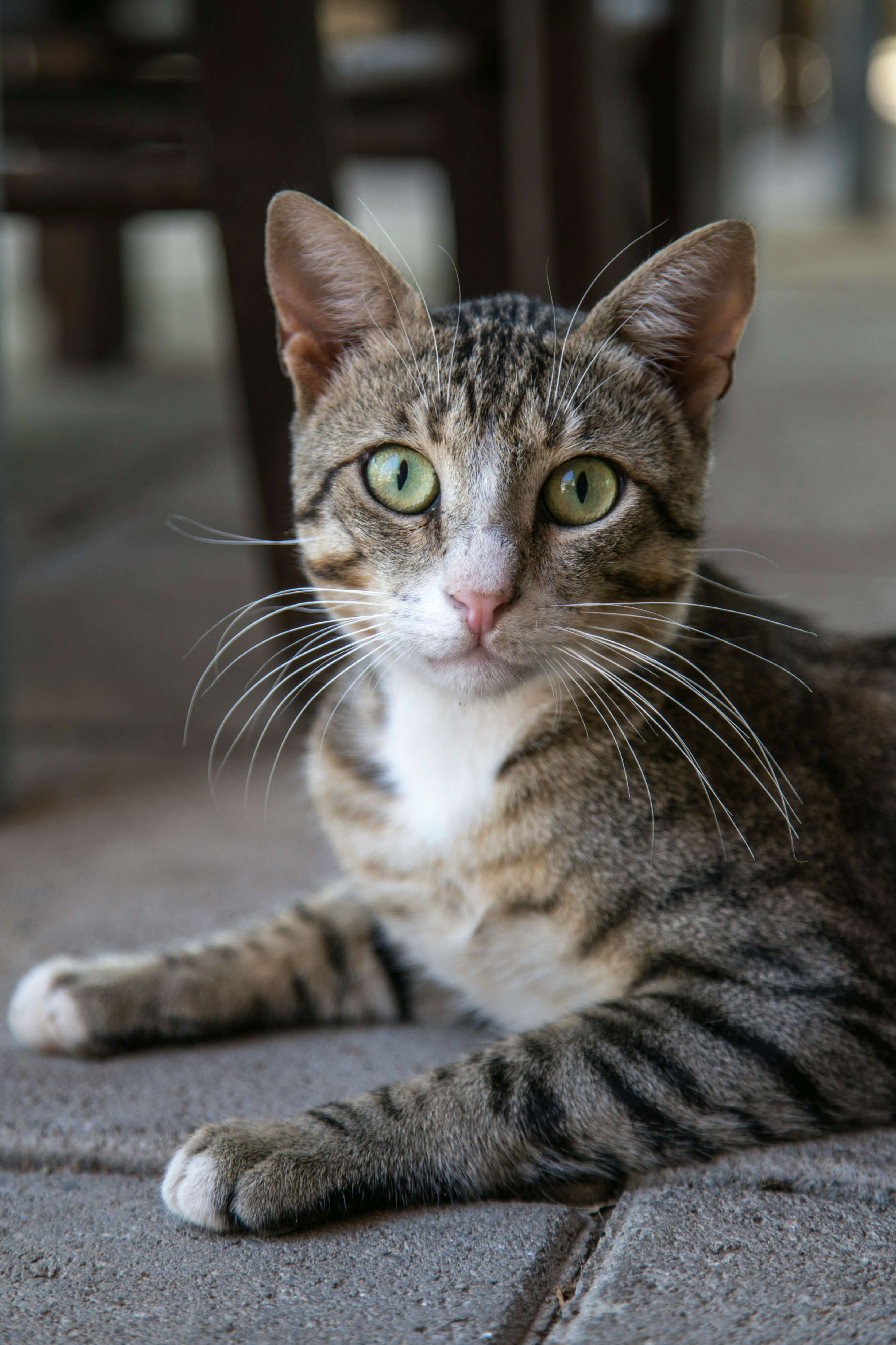 Domestic Shorthair cat breed photo