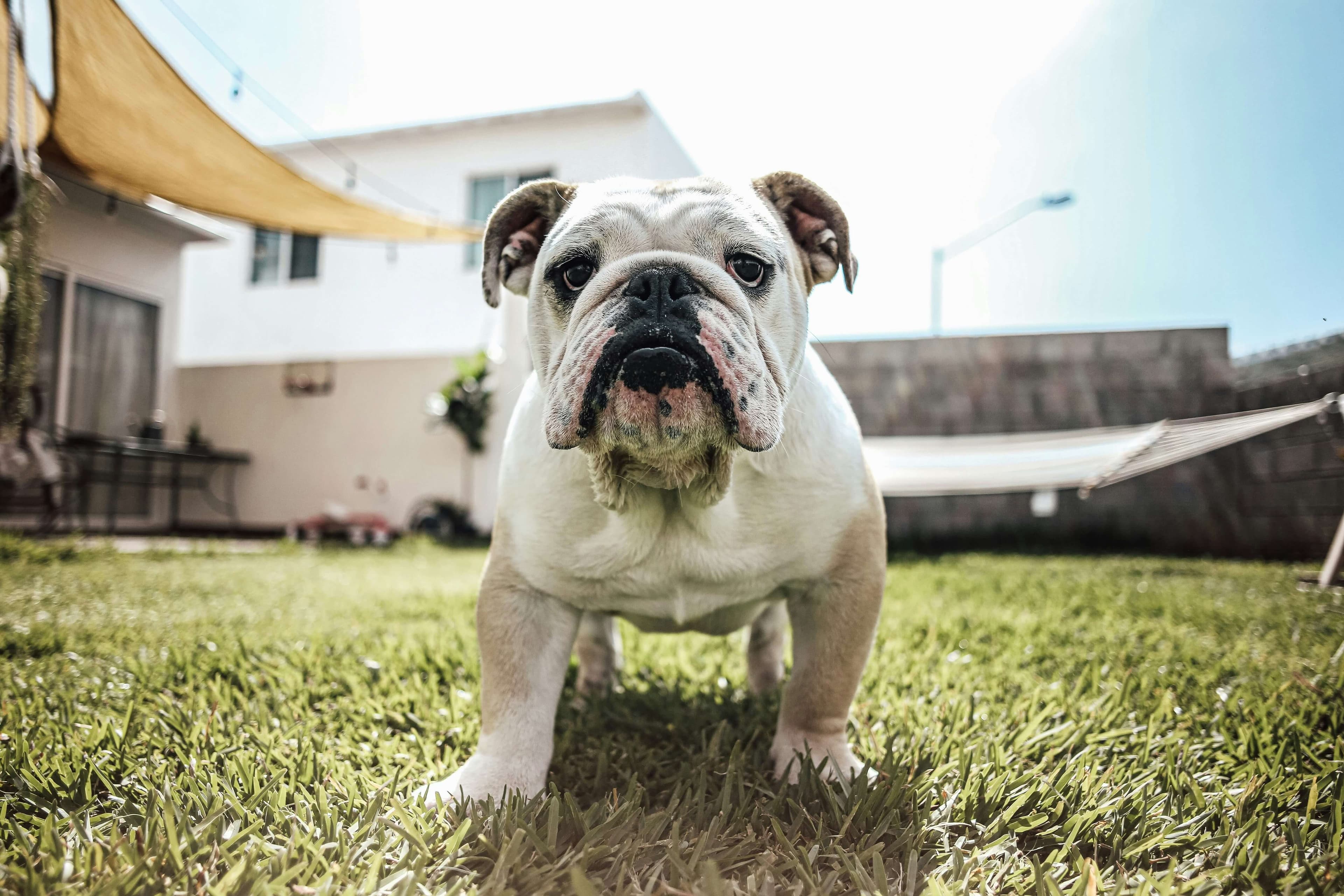 Bulldog dog breed photo