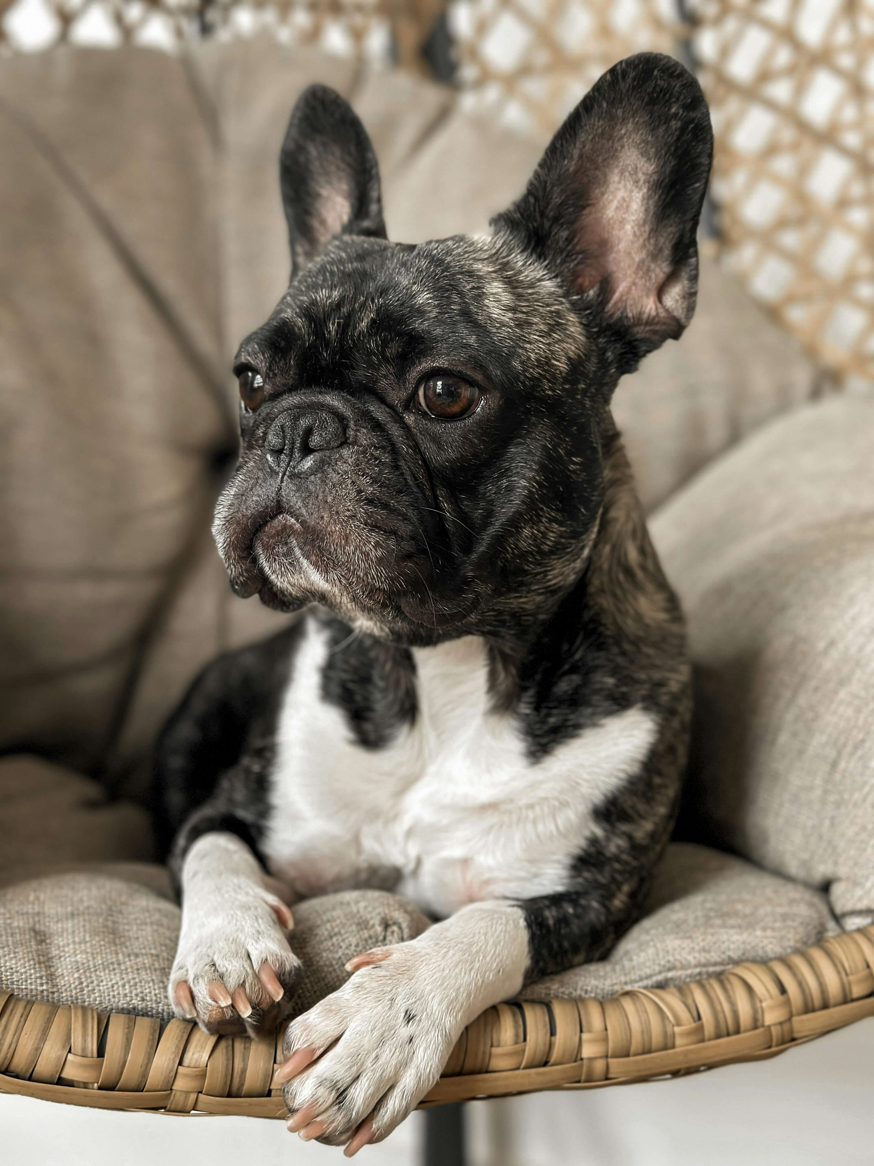 French Bulldog dog breed photo